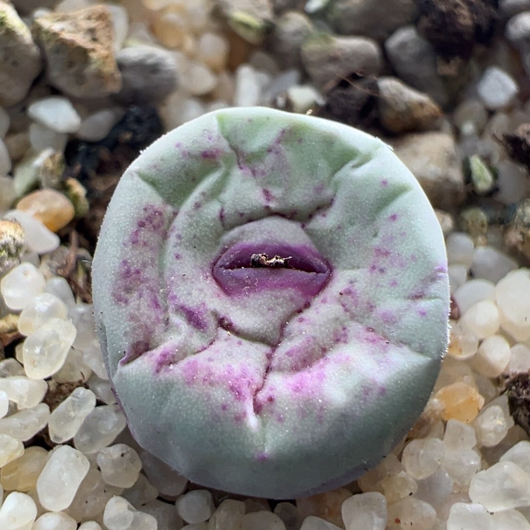 449优选SSW贝特红嘴一颗可带盆土