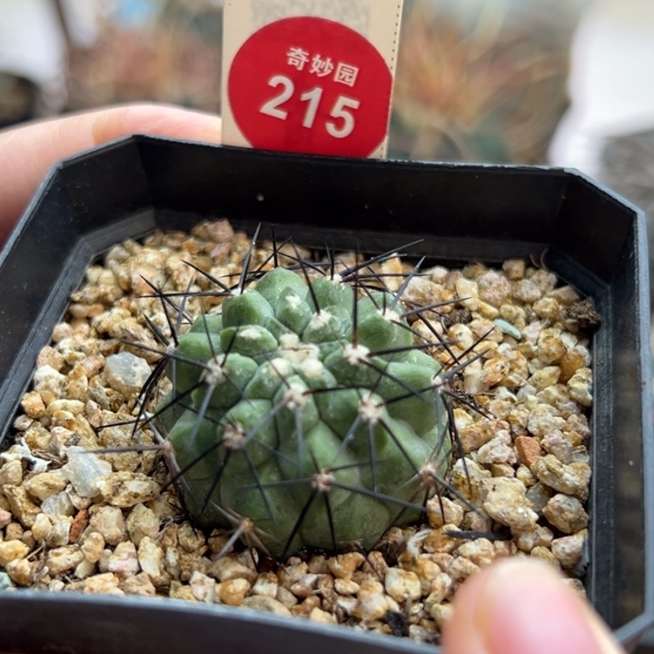 自根萝卜根优选黑王丸3.2cm