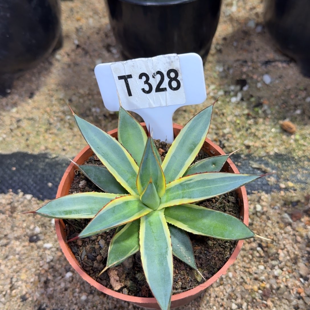 开播泷雷腹轮锦脱土发