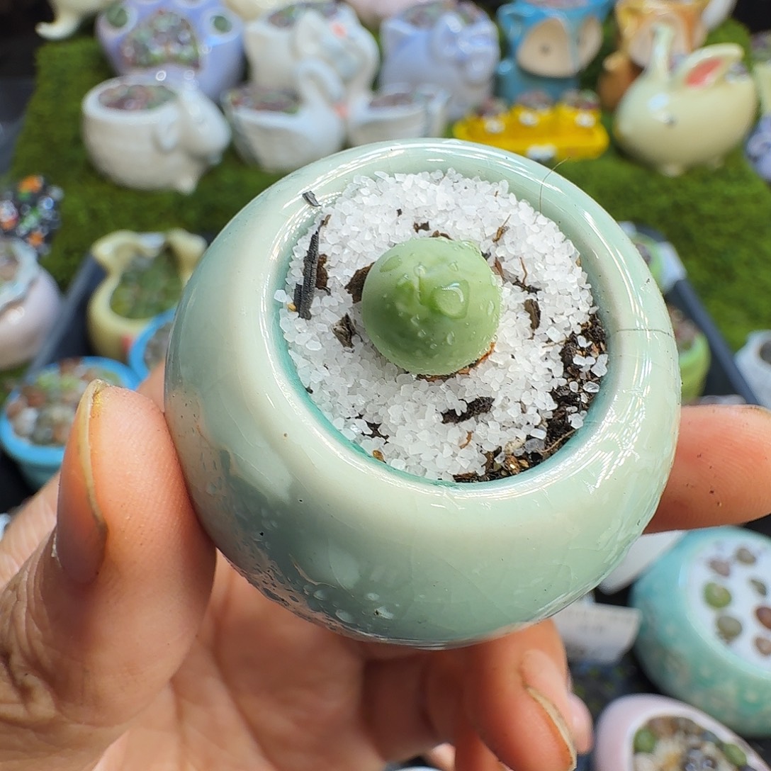 多肉植物开播福利702