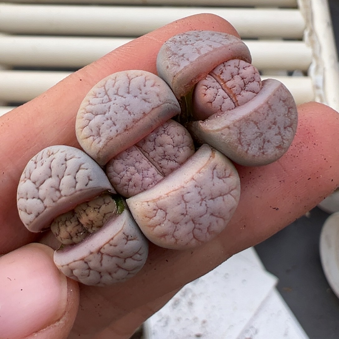 12.23好看的多肉脱土发货607