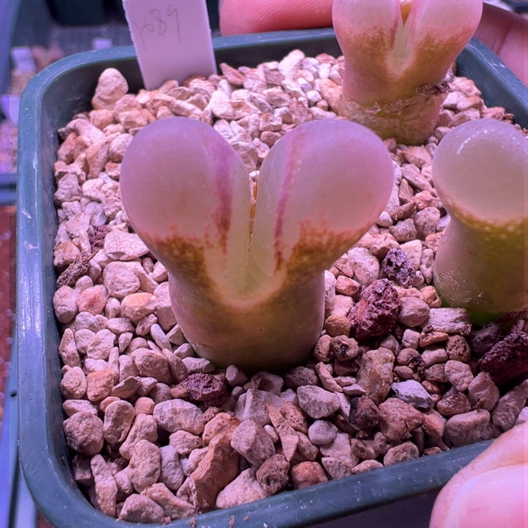 235。1089鲑鱼粉大尺寸 内双