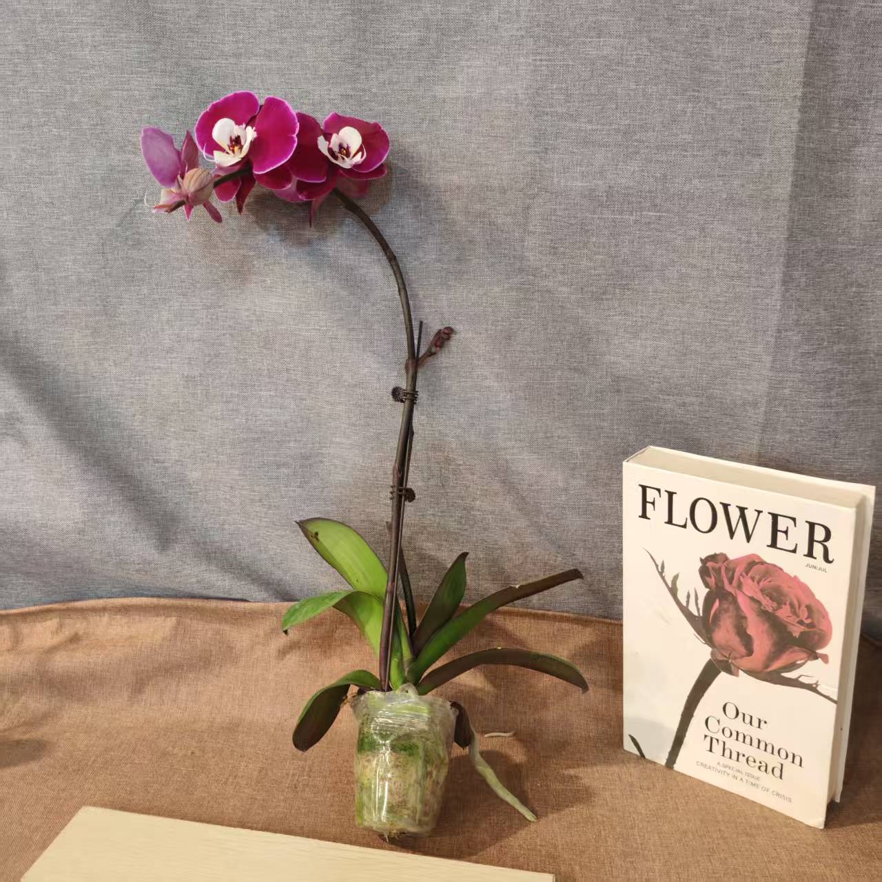 鲜花【米歇尔】蝴蝶兰室内种植观赏送礼带花发货