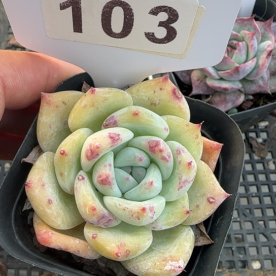 103白拉糖一物一拍多肉