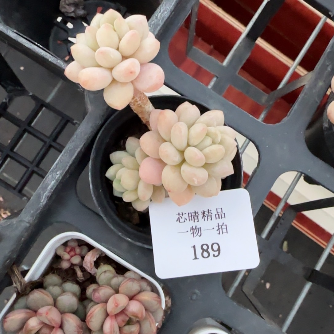 闪购精品多肉189号