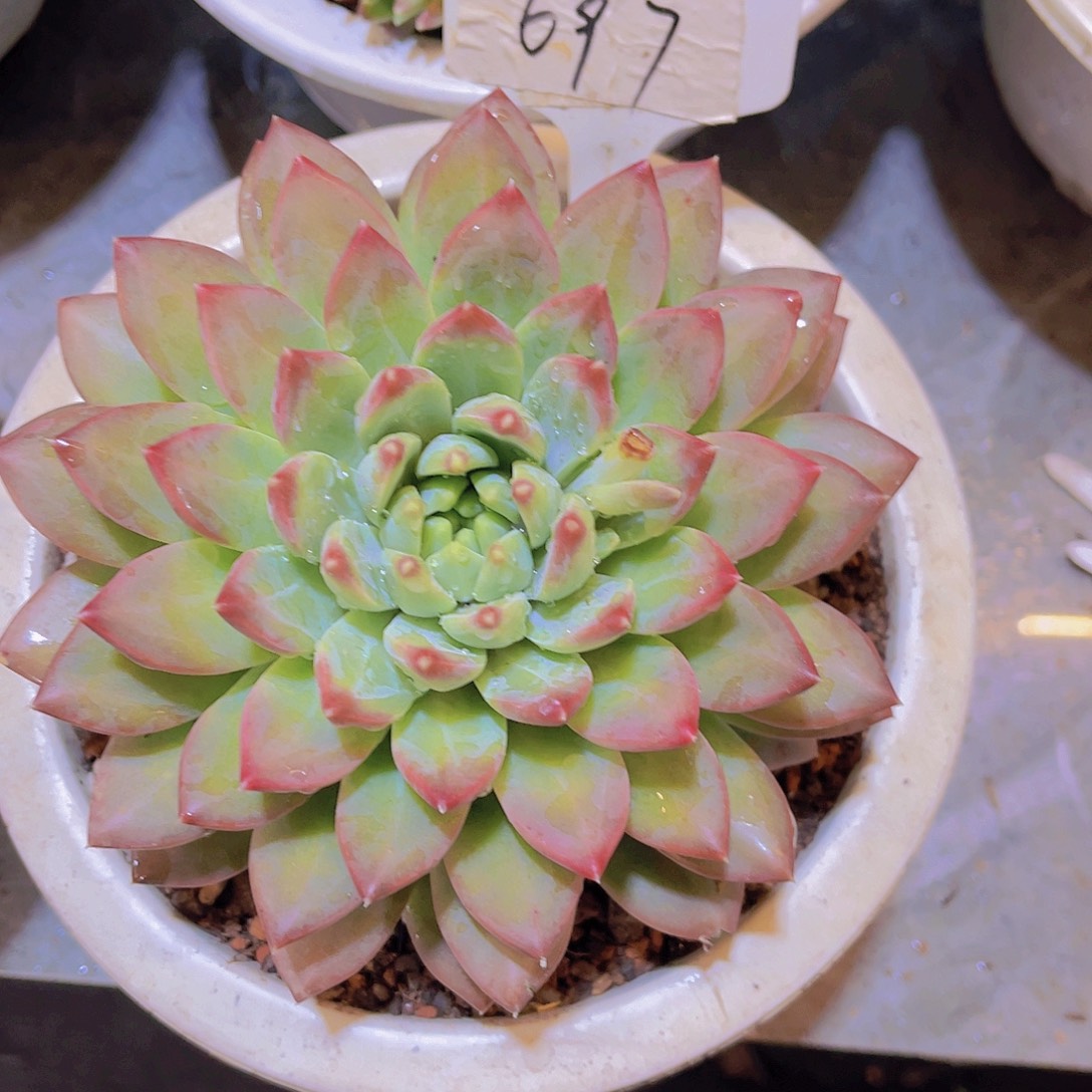 妍****0000000000000697