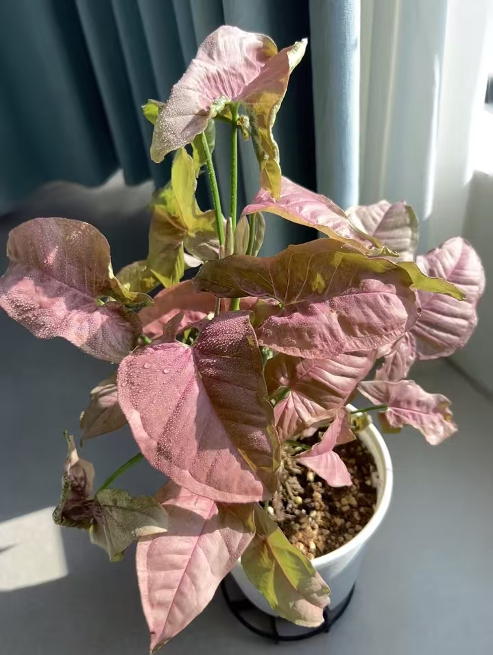 量拍小苗红粉佳人合果芋