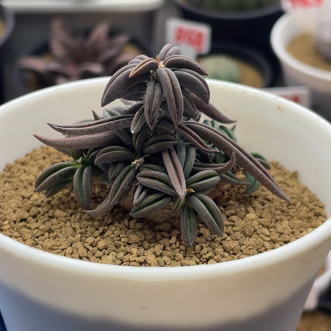 实生圣诞树雀舌麒麟仙人球