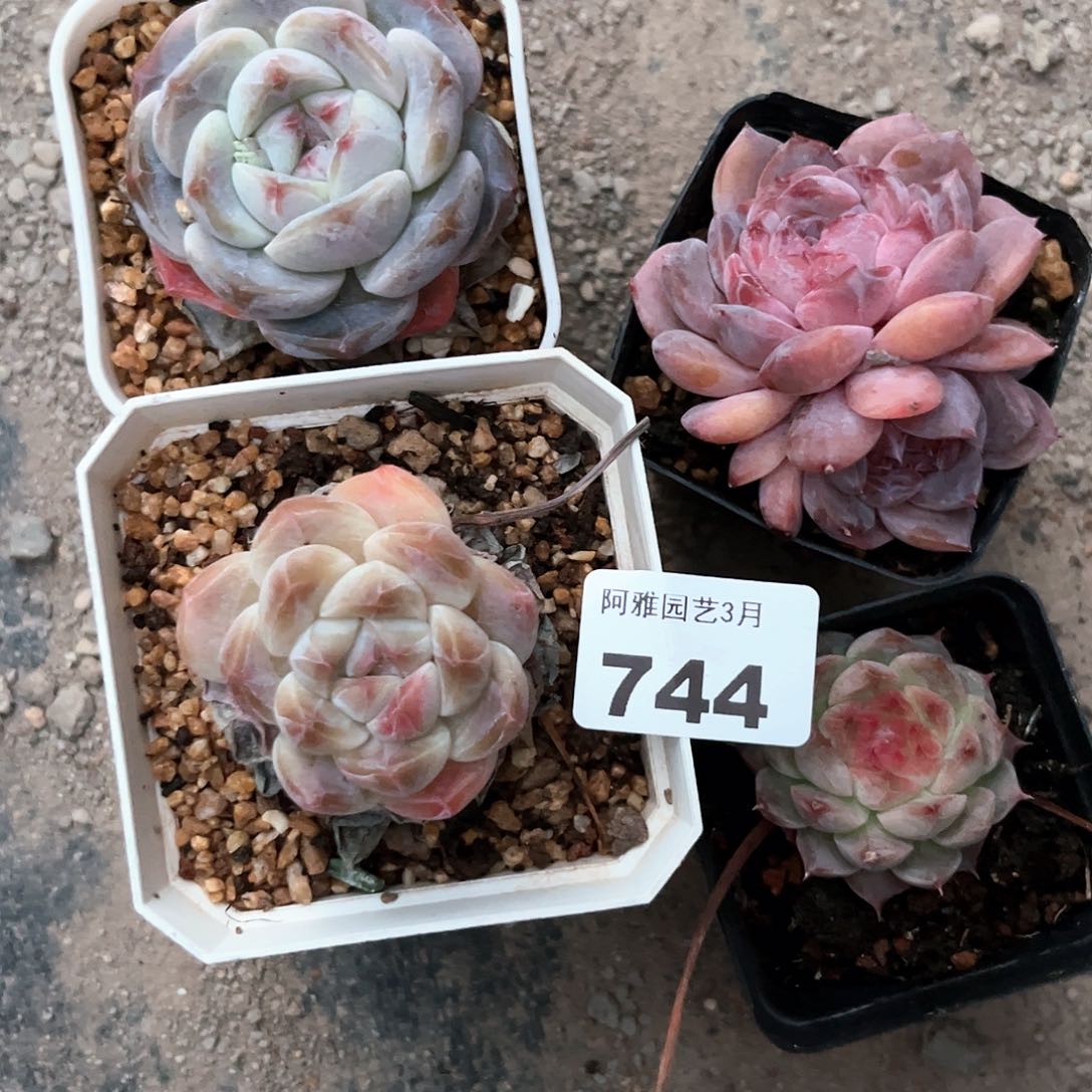 阿雅园艺。   744