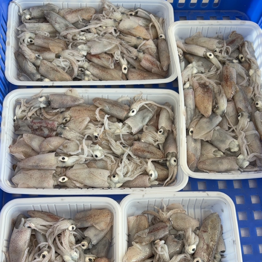 小鱿鱼仔，小排船货，直播间为准