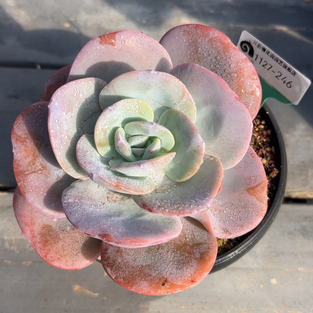 从前慢花园多肉编号1127-246
