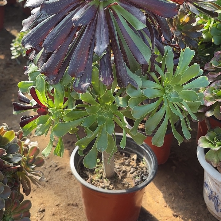 多肉植物水墨丹青2