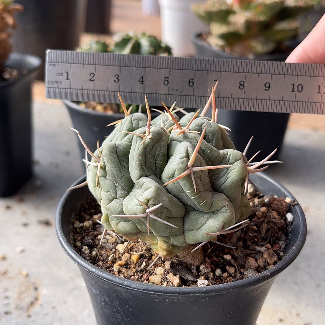 实生白肌天晃一物一拍