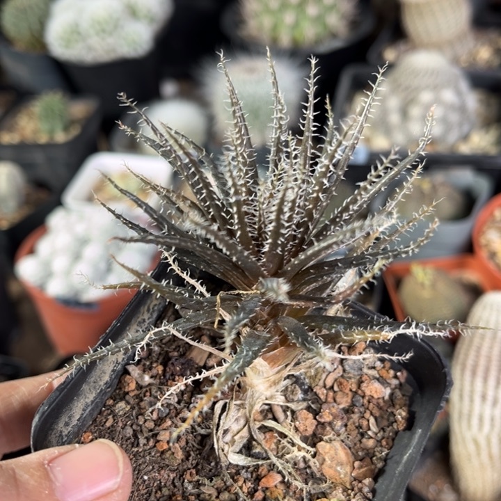 琉璃姬孔雀一物一拍自根