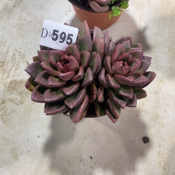 @***阳595丰沛玫瑰多肉植物