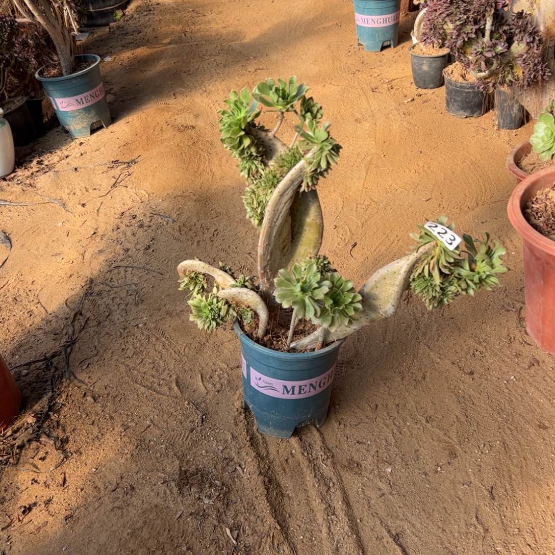 原始绿223冠服40厘米