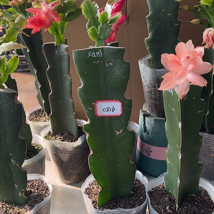 (***)当前无花栽培后可以开花sani