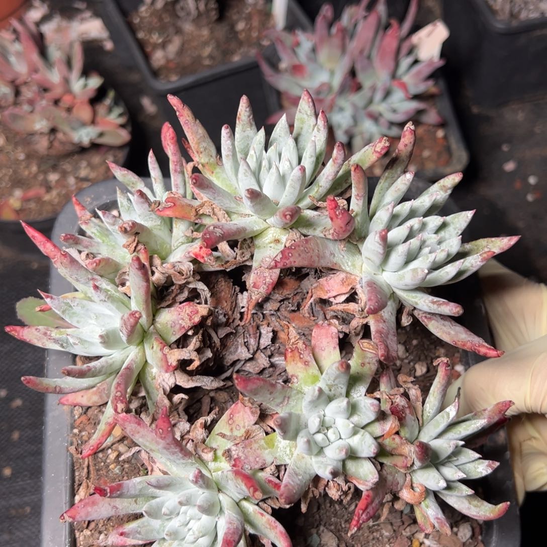 038刘丹拇指杂交哈哈哈哈哈哈