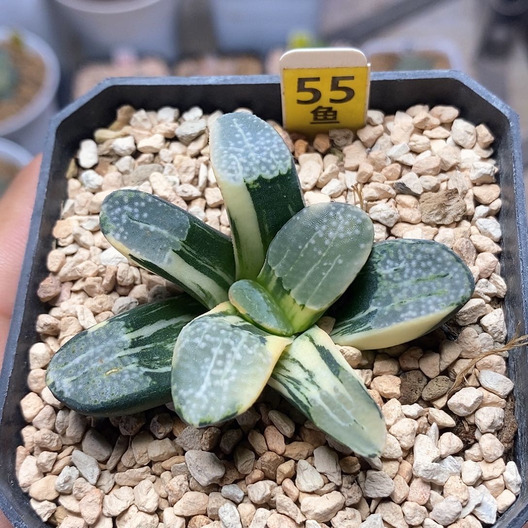 红陶55号点点锦一物一拍