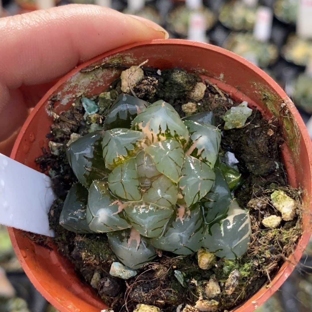 不开花植物9水中月