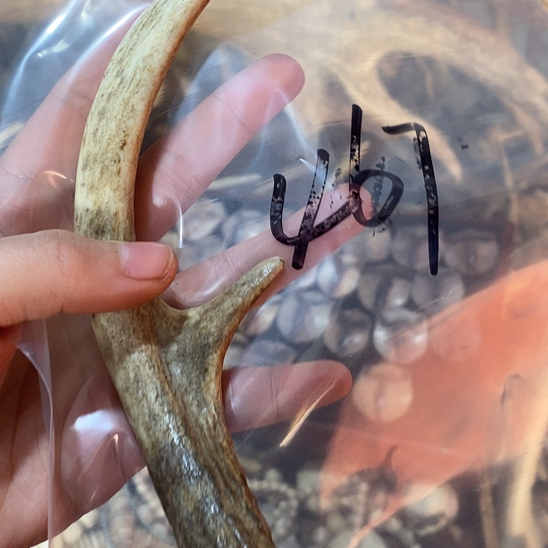 褚***丶非金属鹿角鹿角鹿角