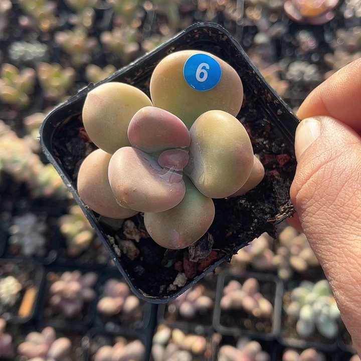 芒果奶 脱土发货 7口盆