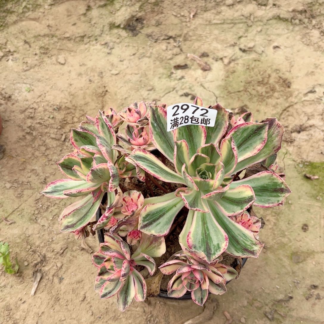 2972青花瓷多肉111111