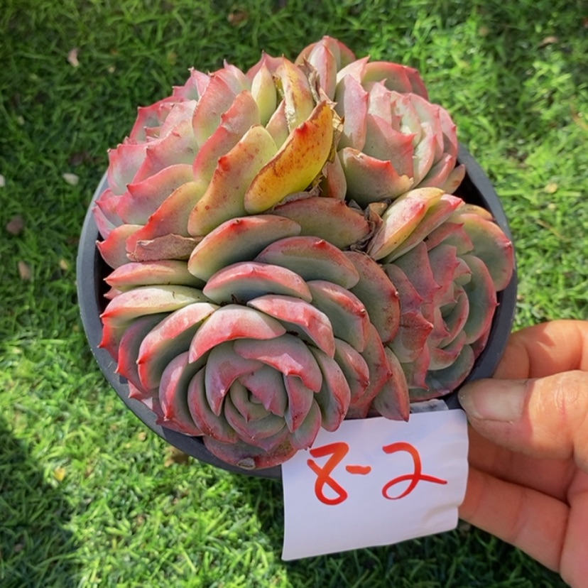 【闪购商品】点****儿多肉植物