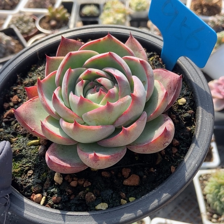 956惊鸿仙子多肉植物