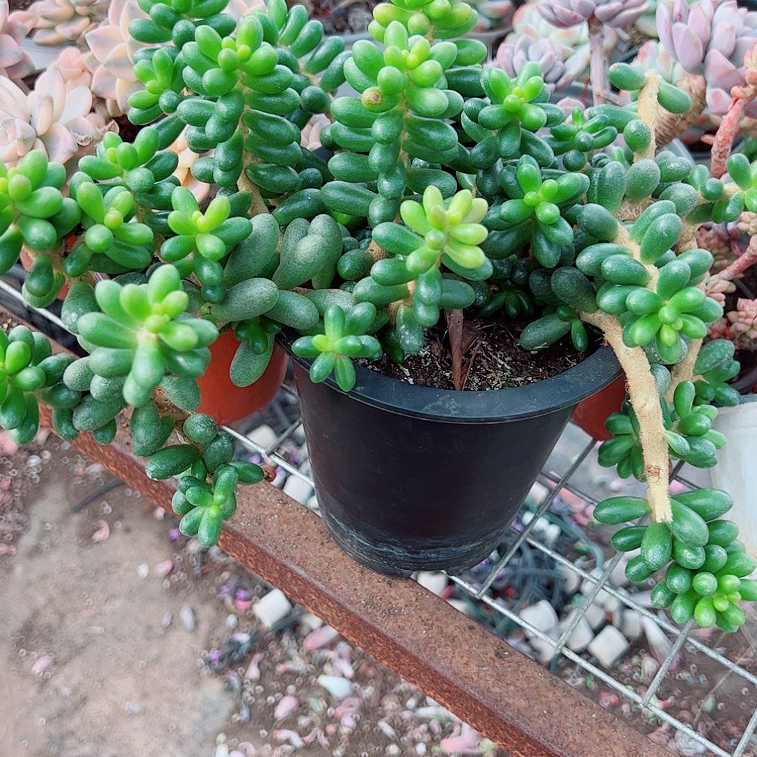 绿龟卵多头群生精品特价