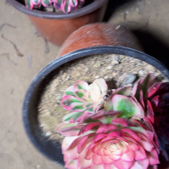 荔枝多肉植物法师6349