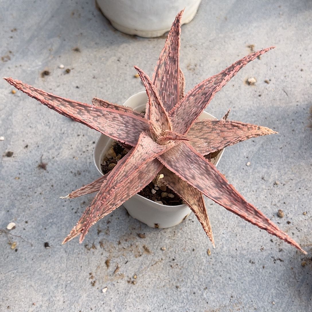 圣诞芦荟一物一拍脱土发