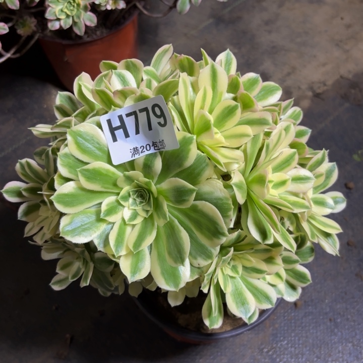 瑞妈多肉植物。779.迈