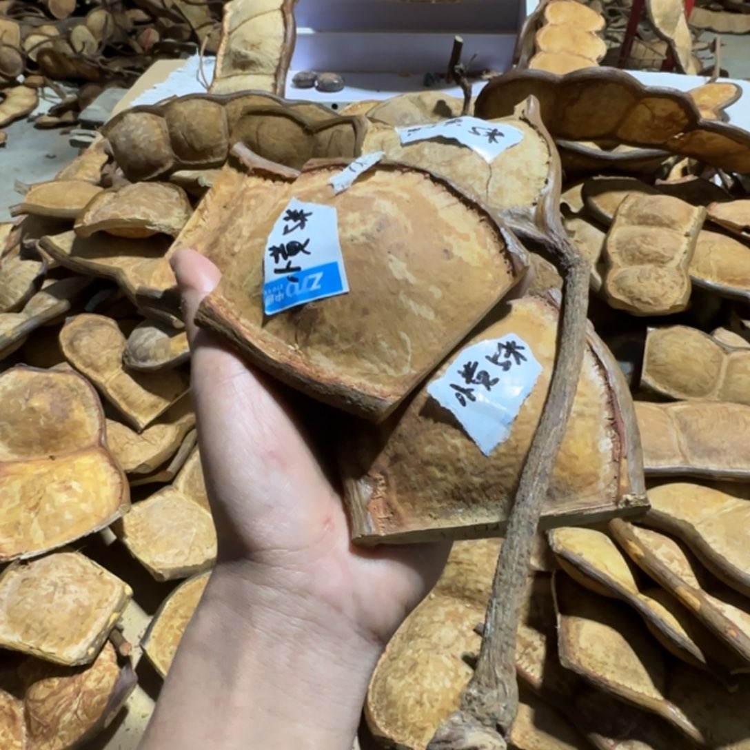 黄****榼藤豆荚手工制作摆件家居客厅装饰品