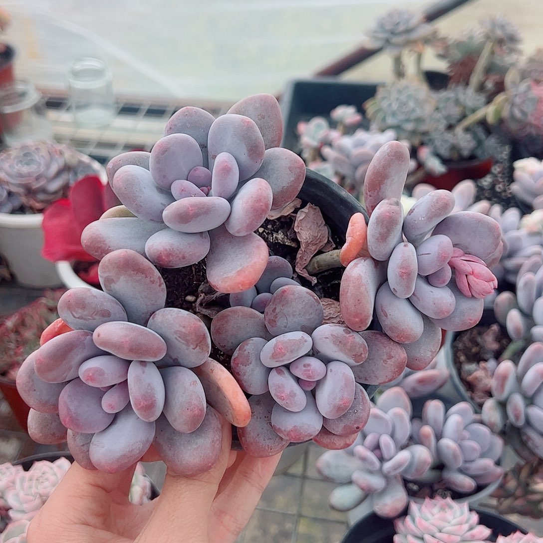 桃美人多头造型精品特价