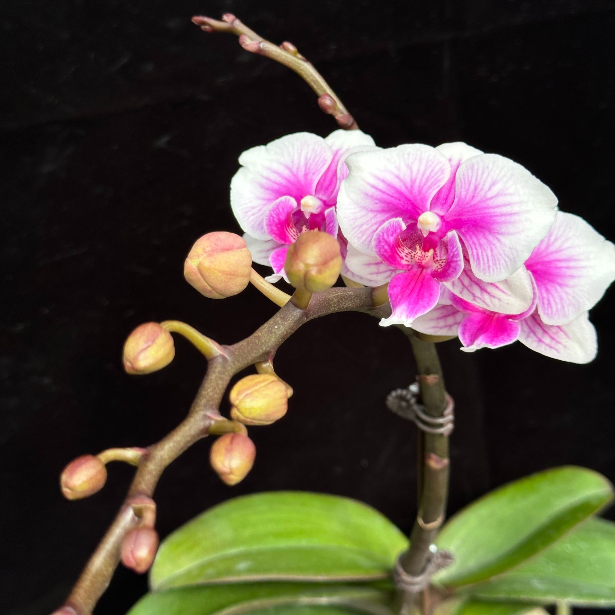 蝴蝶兰【可爱多】白边紫心晕染 基地直发