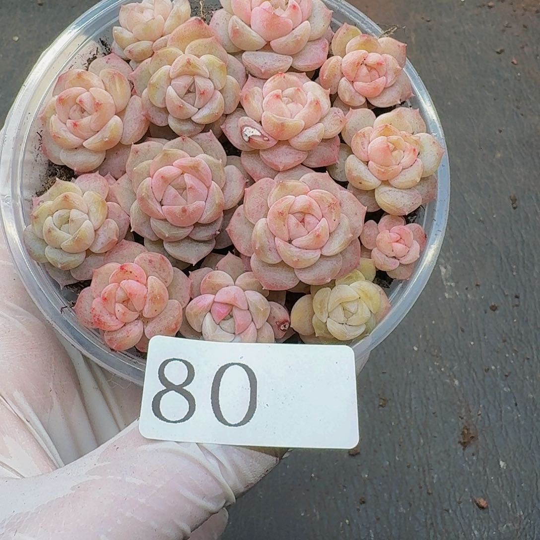 多肉植物多肉植物80