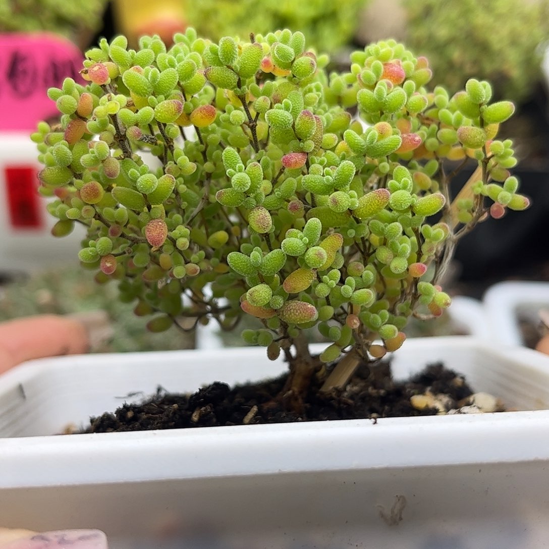 37蜜桔糖球优选枝干番杏