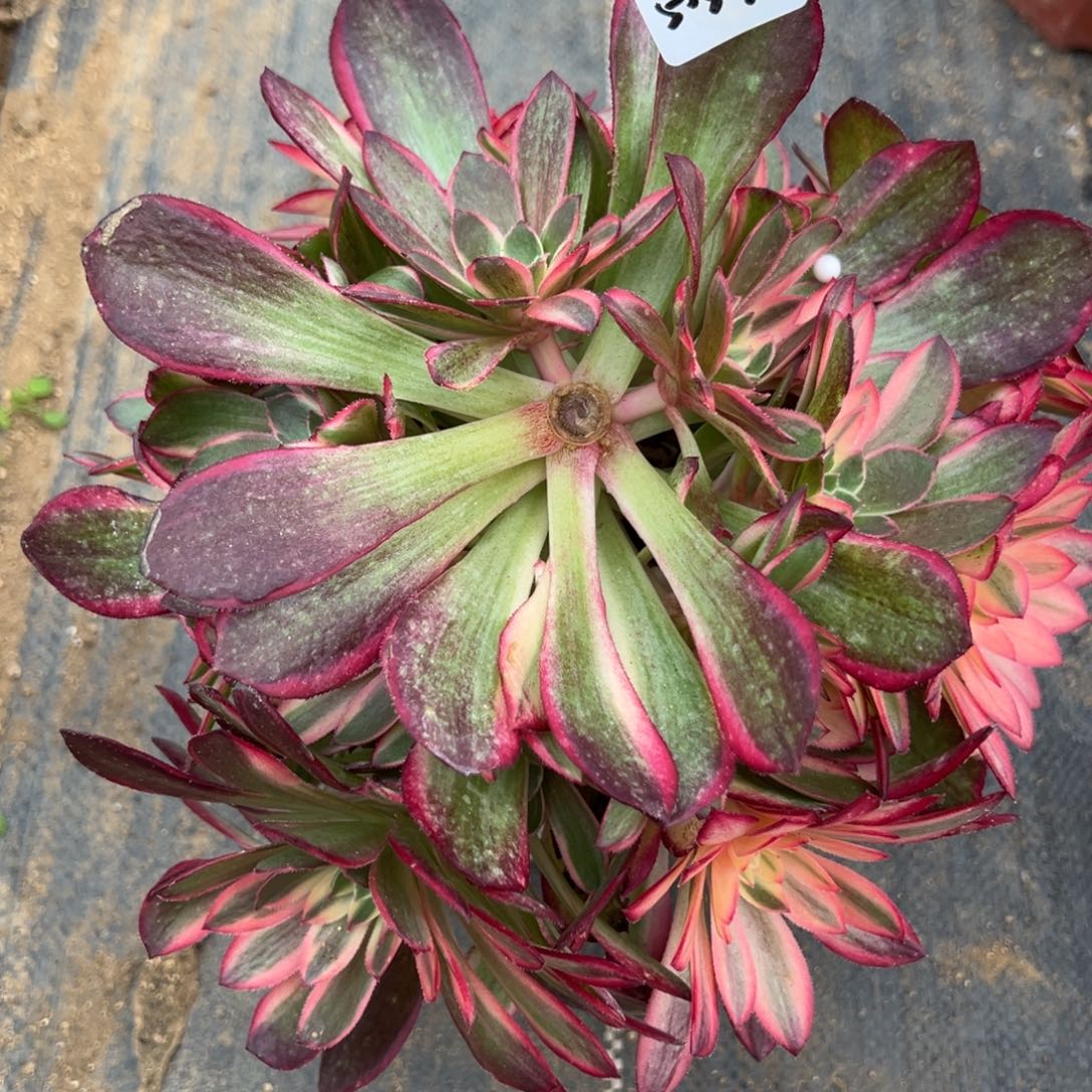 309黑魔锦多肉植物一