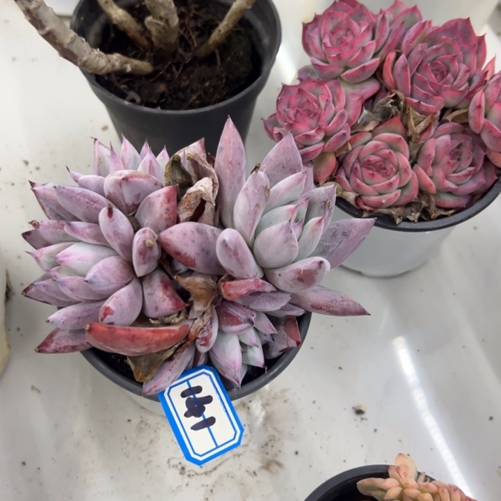 煌***一物一拍也卡多肉141