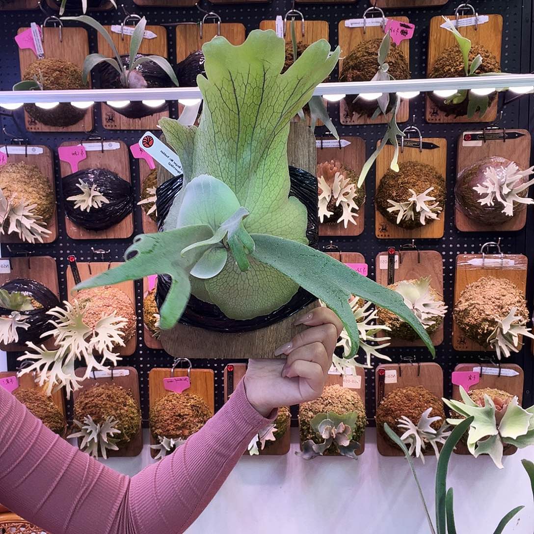 秒杀 nook 波哥苏丹