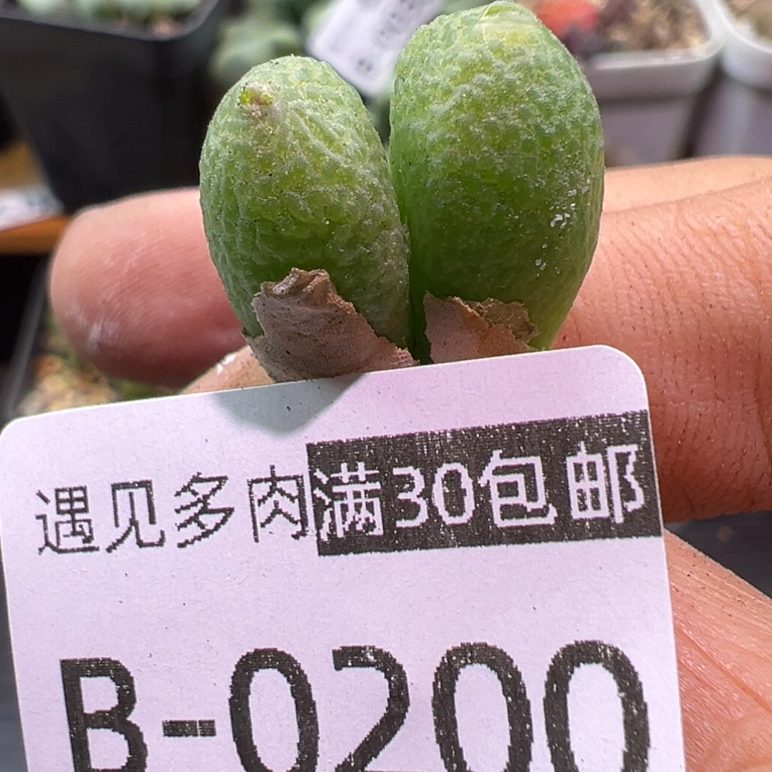 多肉植物111111111111