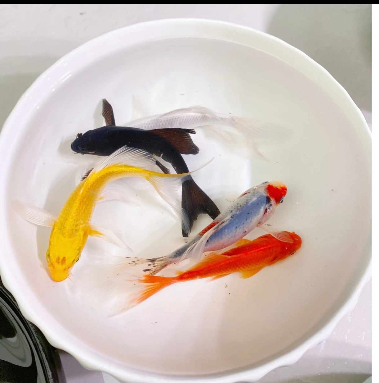 【01-200号】蝴蝶鲤锦鲤金鱼草金观赏鱼