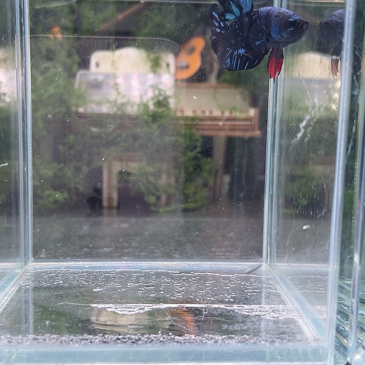 斗鱼听风观赏斗鱼