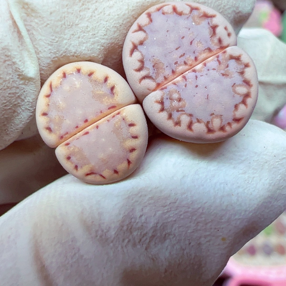 精致优秀的肉肉806-47