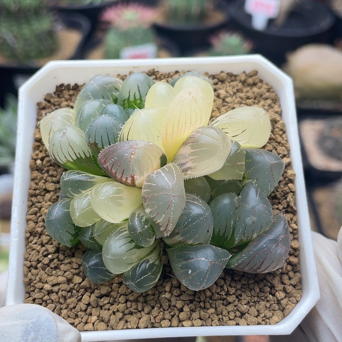 实生双头霓虹灯锦仙人球多肉