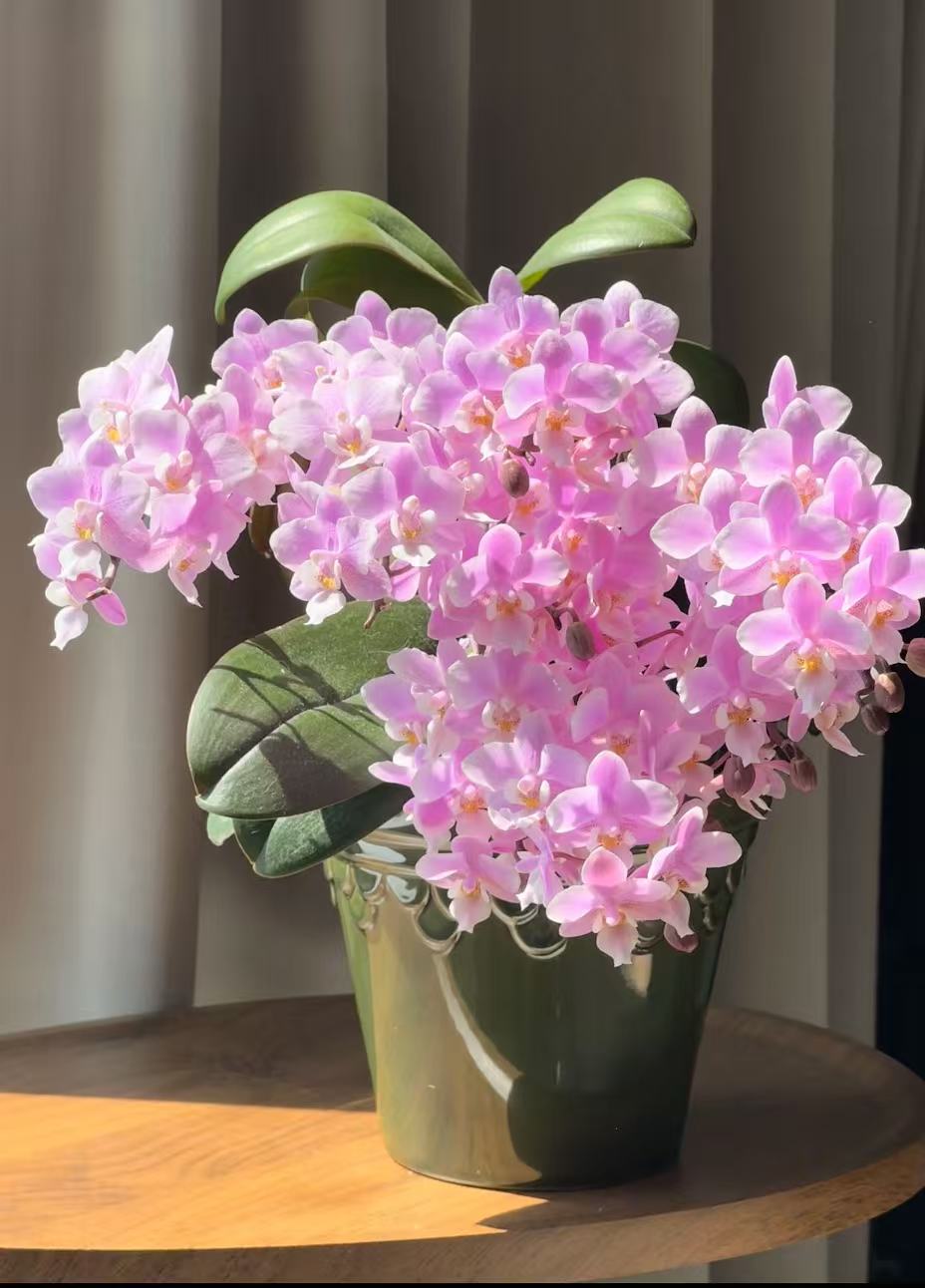 兰屿 LYSLAND【樱兰苗子3.0寸】蝴蝶兰鲜花盆栽