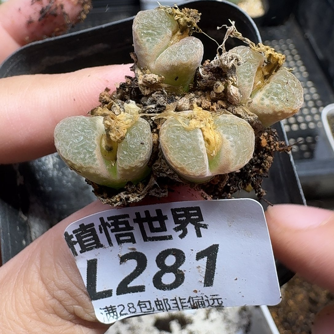 多肉植物的人生fgn