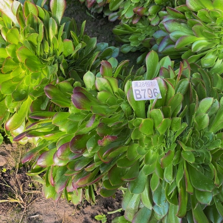 793多肉植物一物一拍