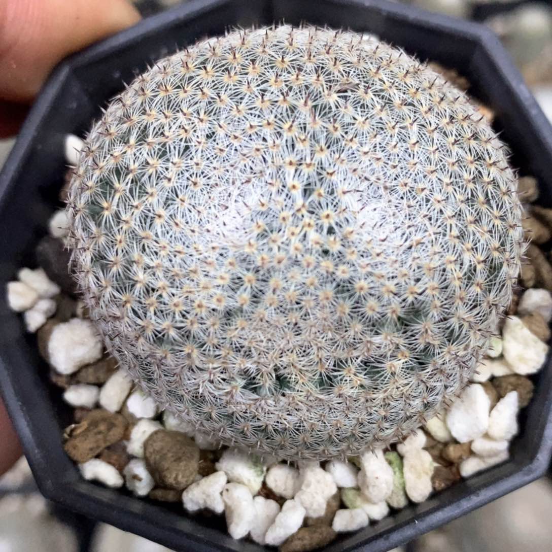 孤品实生双体连体雪娟丸变异4.7cm